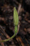 Fringed yellow star-grass